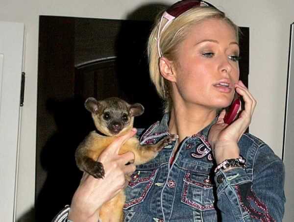 Hewan Peliharaan Seleb